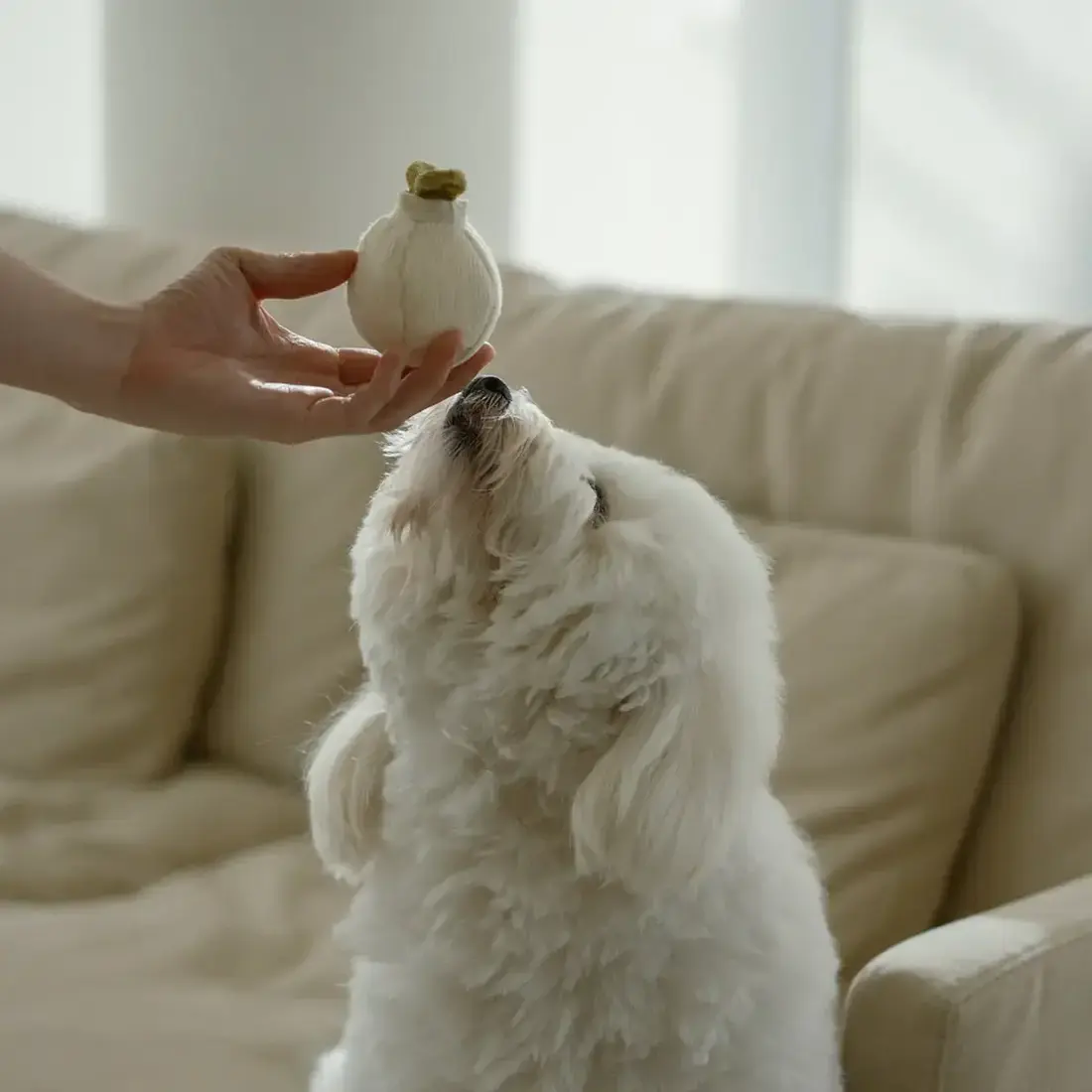 Lambwolf Collective – Garlic