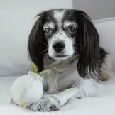 Lambwolf Collective – Garlic