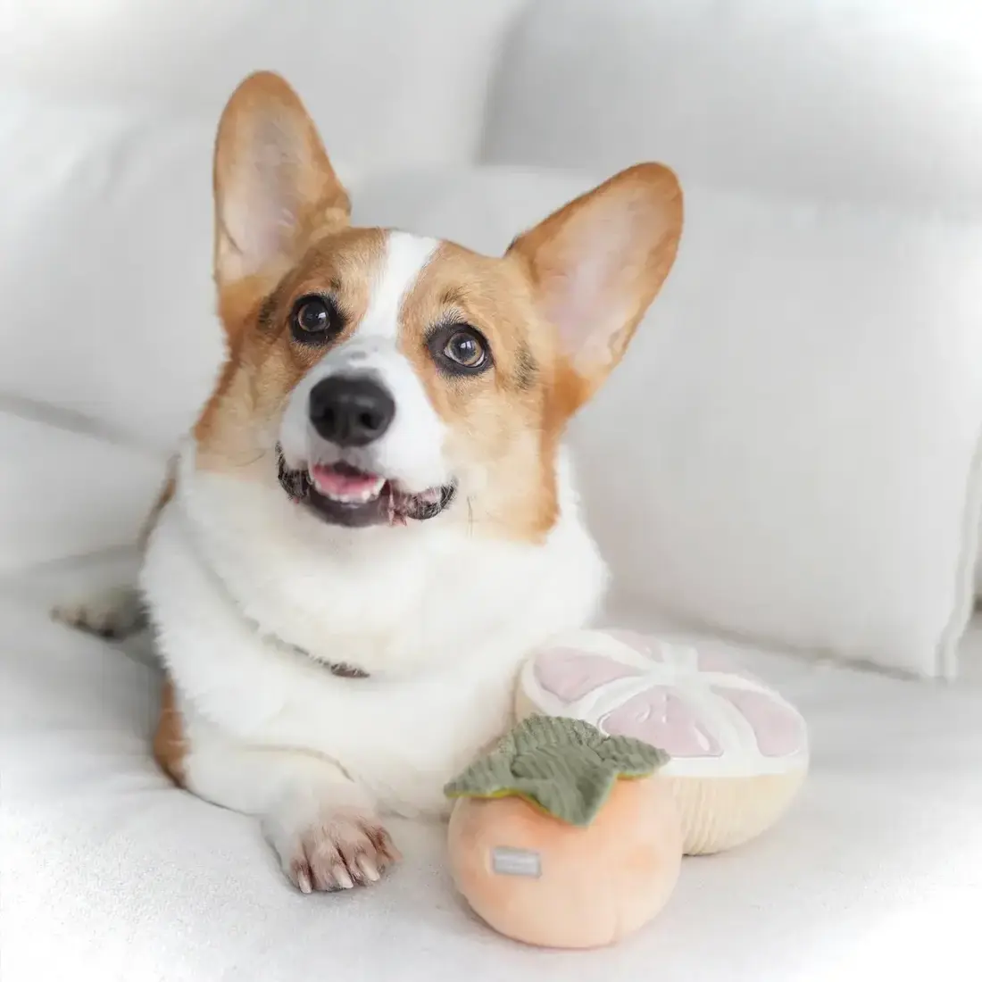 Lambwolf Collective – Grapefruit