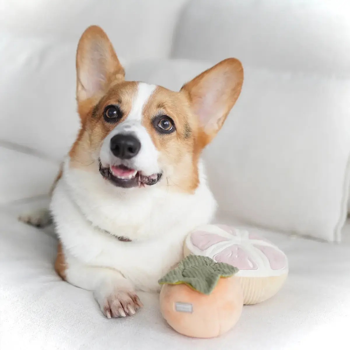 Lambwolf Collective – Grapefruit