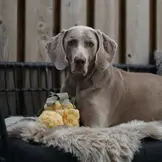 Lambwolf Collective – Pineapple