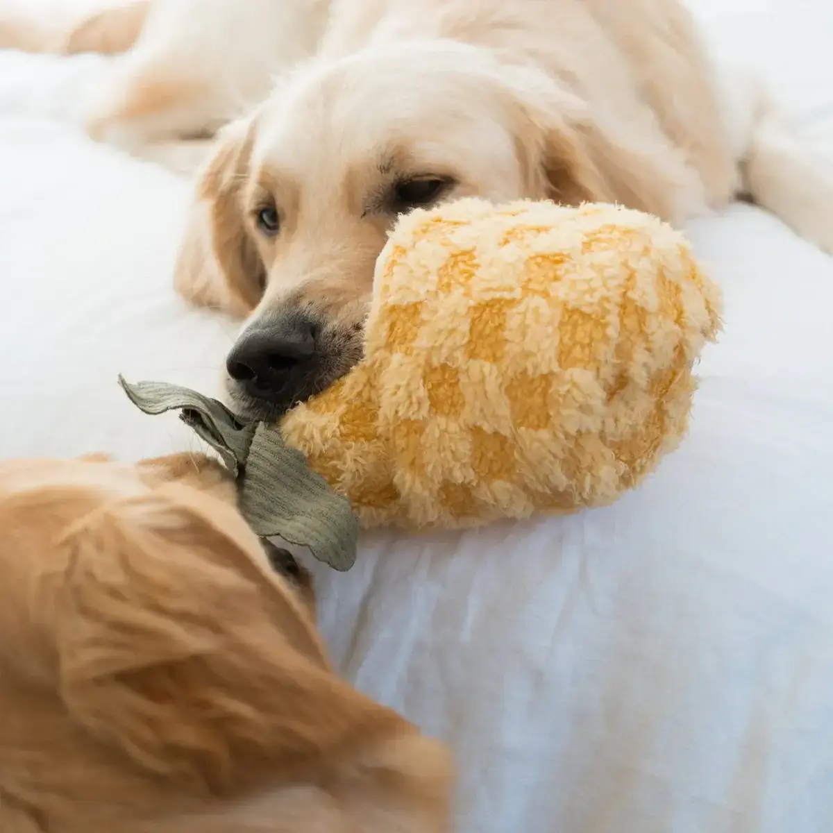 Lambwolf Collective – Pineapple