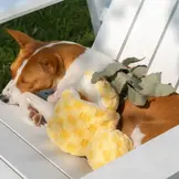 Lambwolf Collective – Pineapple