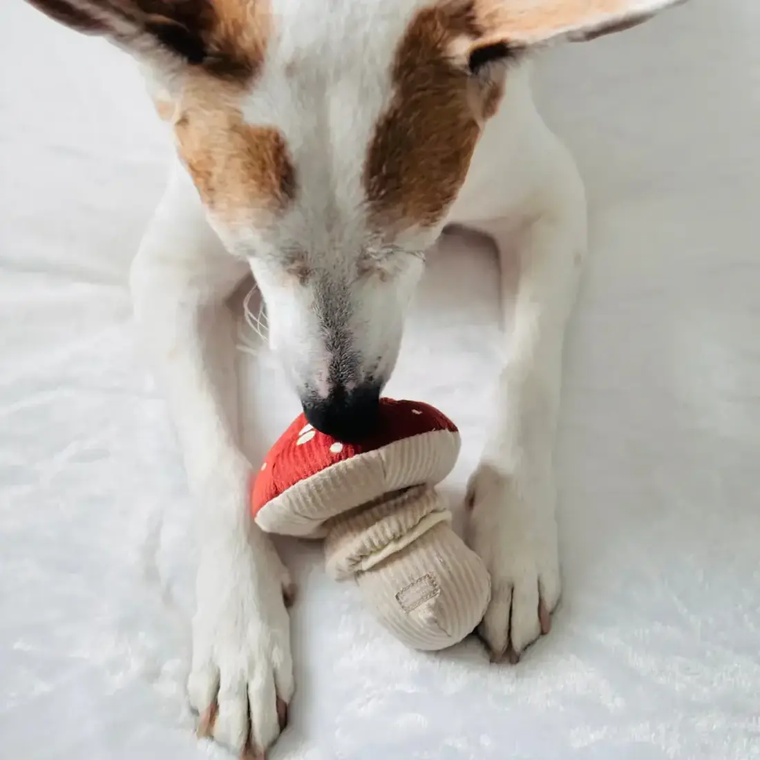 Lambwolf Collective – Shroom