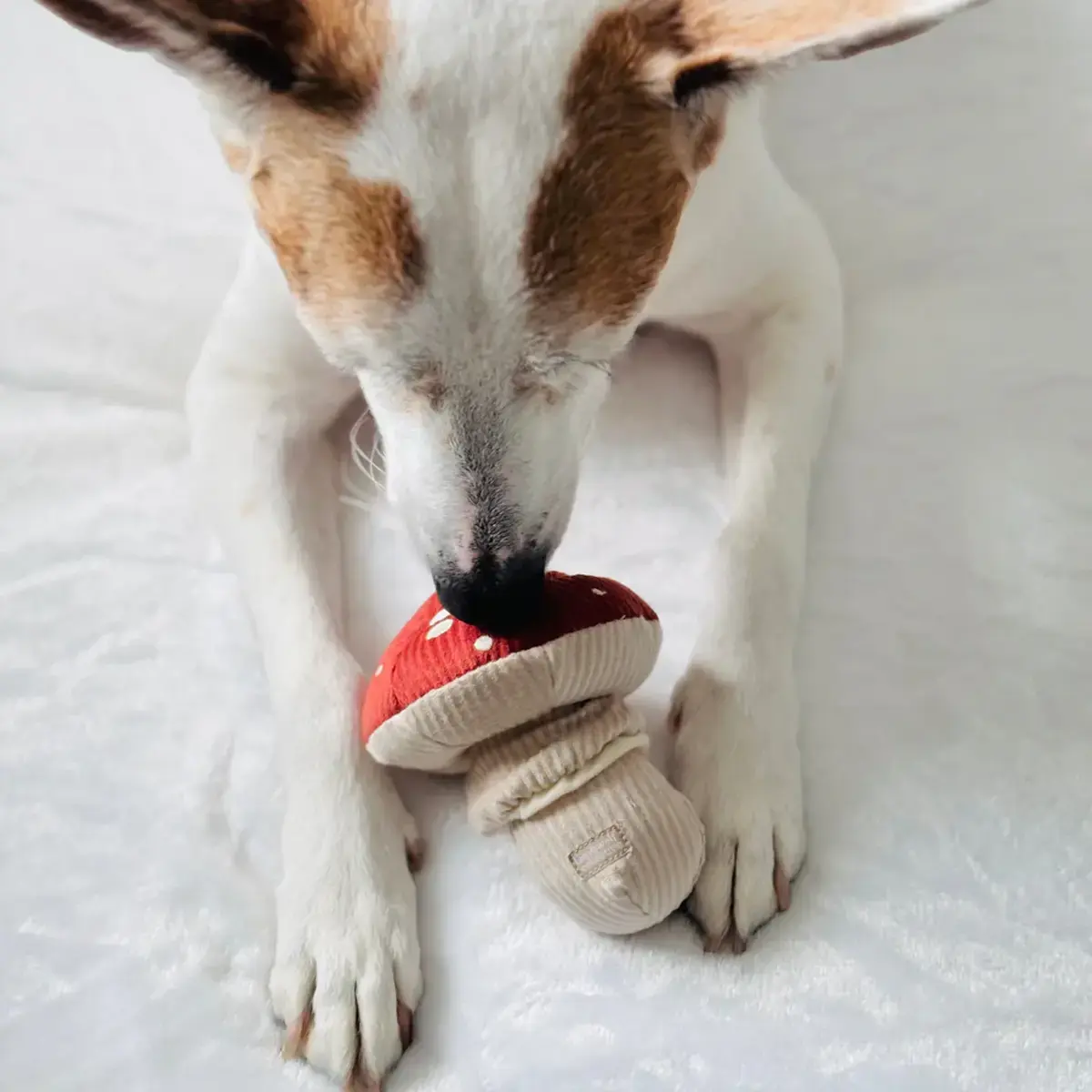 Lambwolf Collective – Shroom