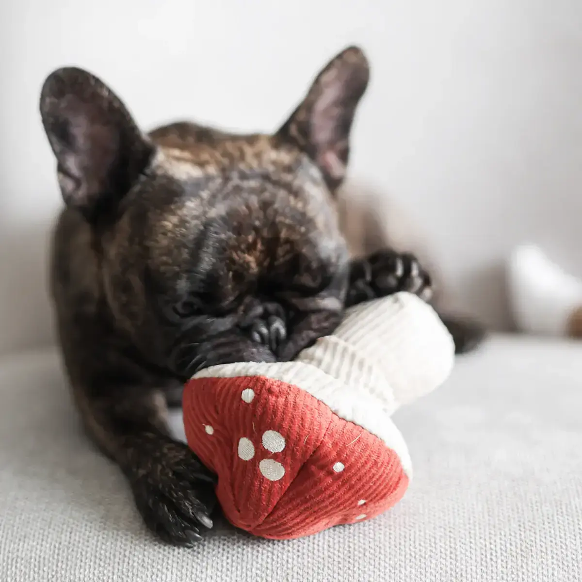 Lambwolf Collective – Shroom