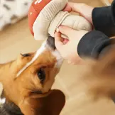 Lambwolf Collective – Shroom