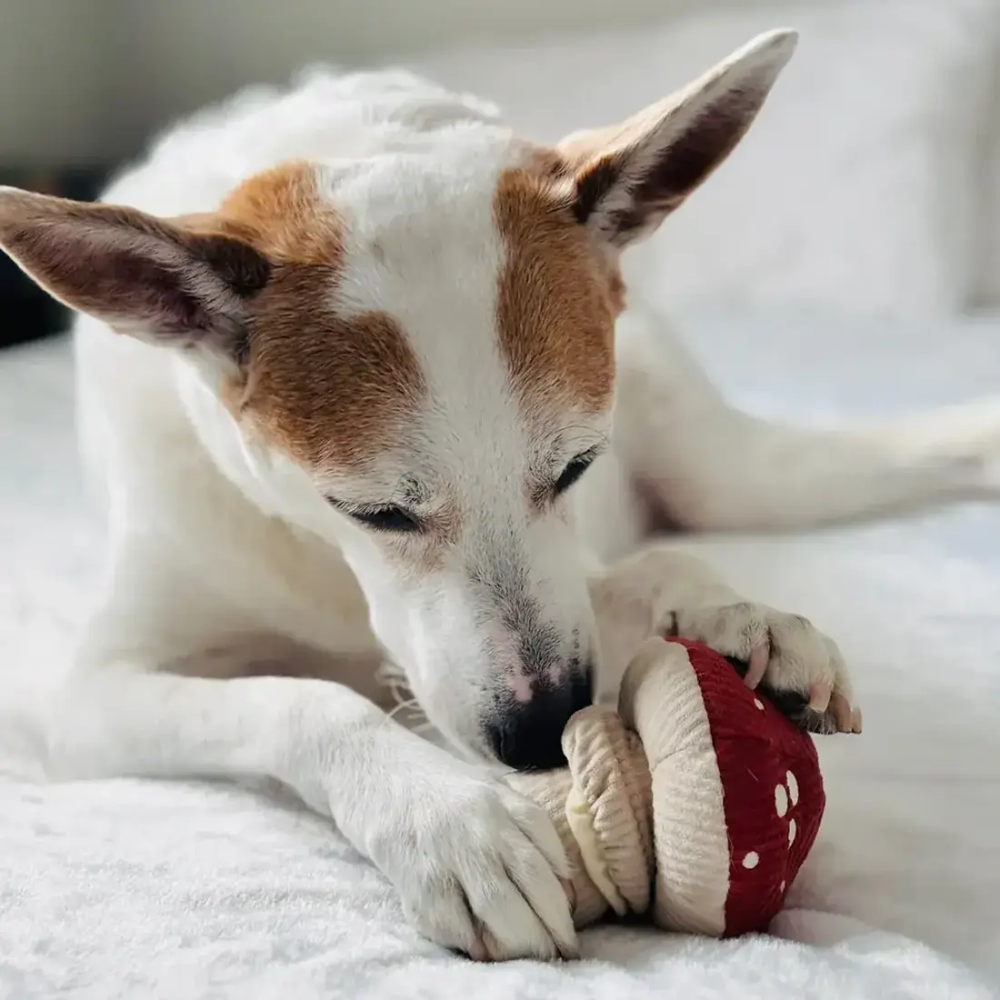 Lambwolf Collective – Shroom