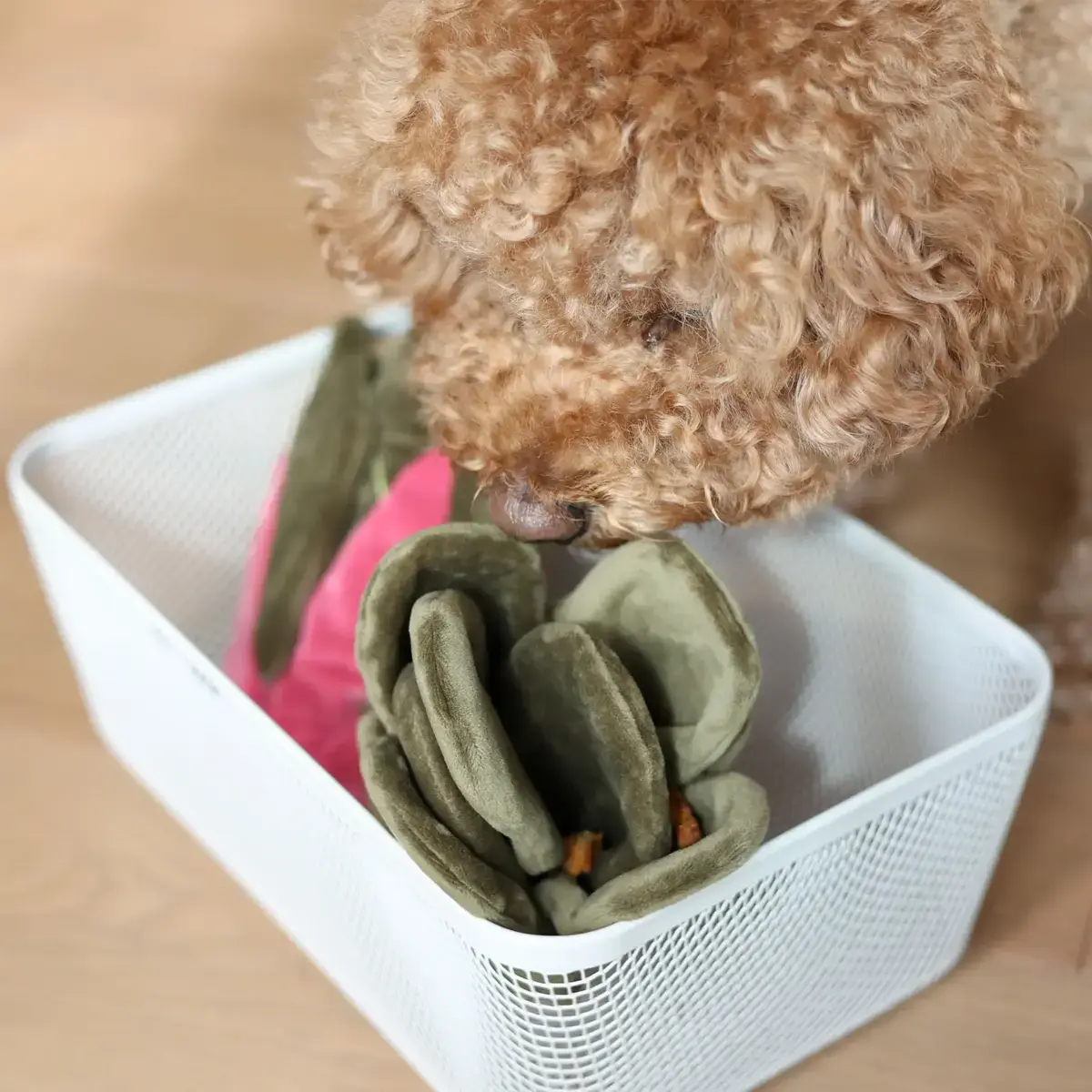 Pups & Bubs Snuffle Swiss Chard Nosework Toy