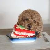 Pups & Bubs Lasagna Nosework Toy