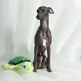HugSmart Ocean Pals – Sea Turtle