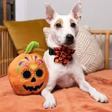Huxley & Kent Lulubelles Sugar Skull Pumpkin