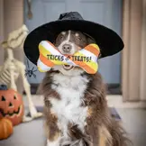 Huxley & Kent Lulubelles Tricks for Treats Bone