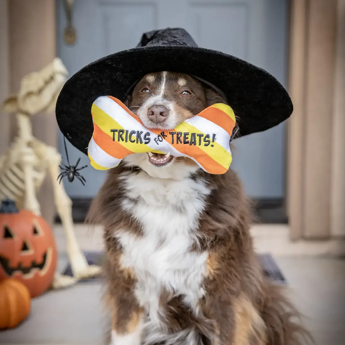 Huxley & Kent Lulubelles Tricks for Treats Bone