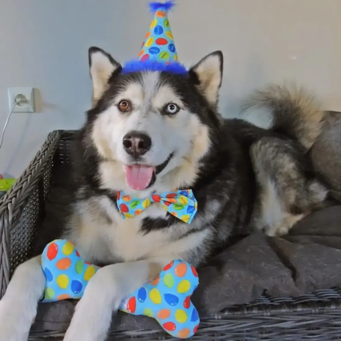 Huxley & Kent Lulubelles Party Time Bone Blue