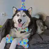 Huxley & Kent Lulubelles Party Time Bone Blue