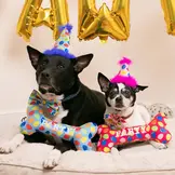 Huxley & Kent Lulubelles Party Time Bone Blue
