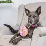 Huxley & Kent Lulubelles Drizzle Donut Pink