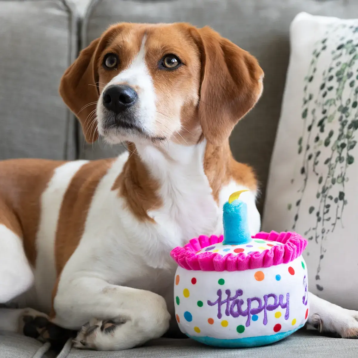 Huxley & Kent Lulubelles Happy Barkday Cake