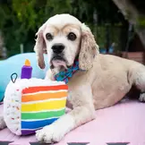 Huxley & Kent Lulubelles Funfetti Cake