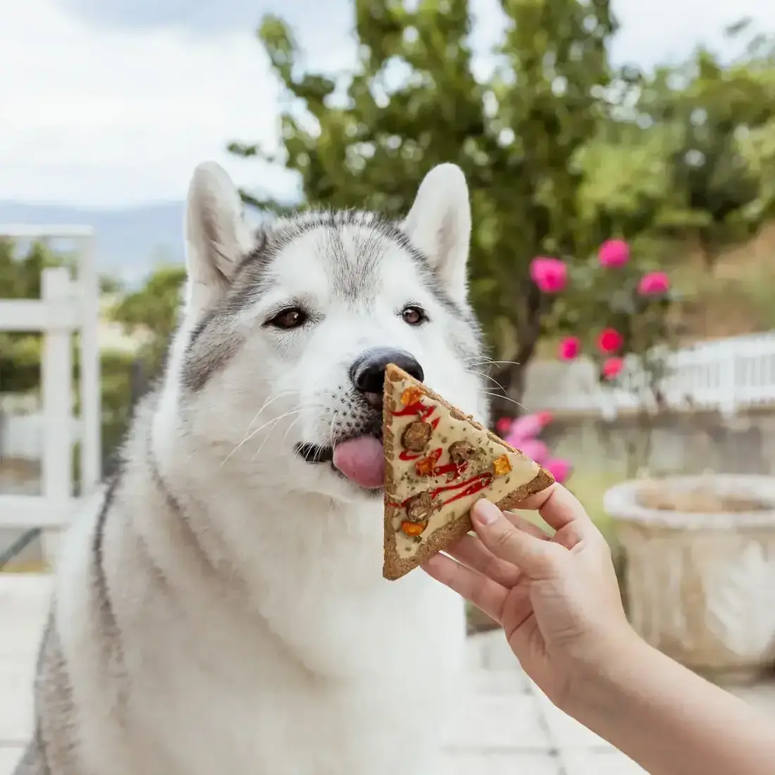 Cooka’s Cookies Doggie Pizza