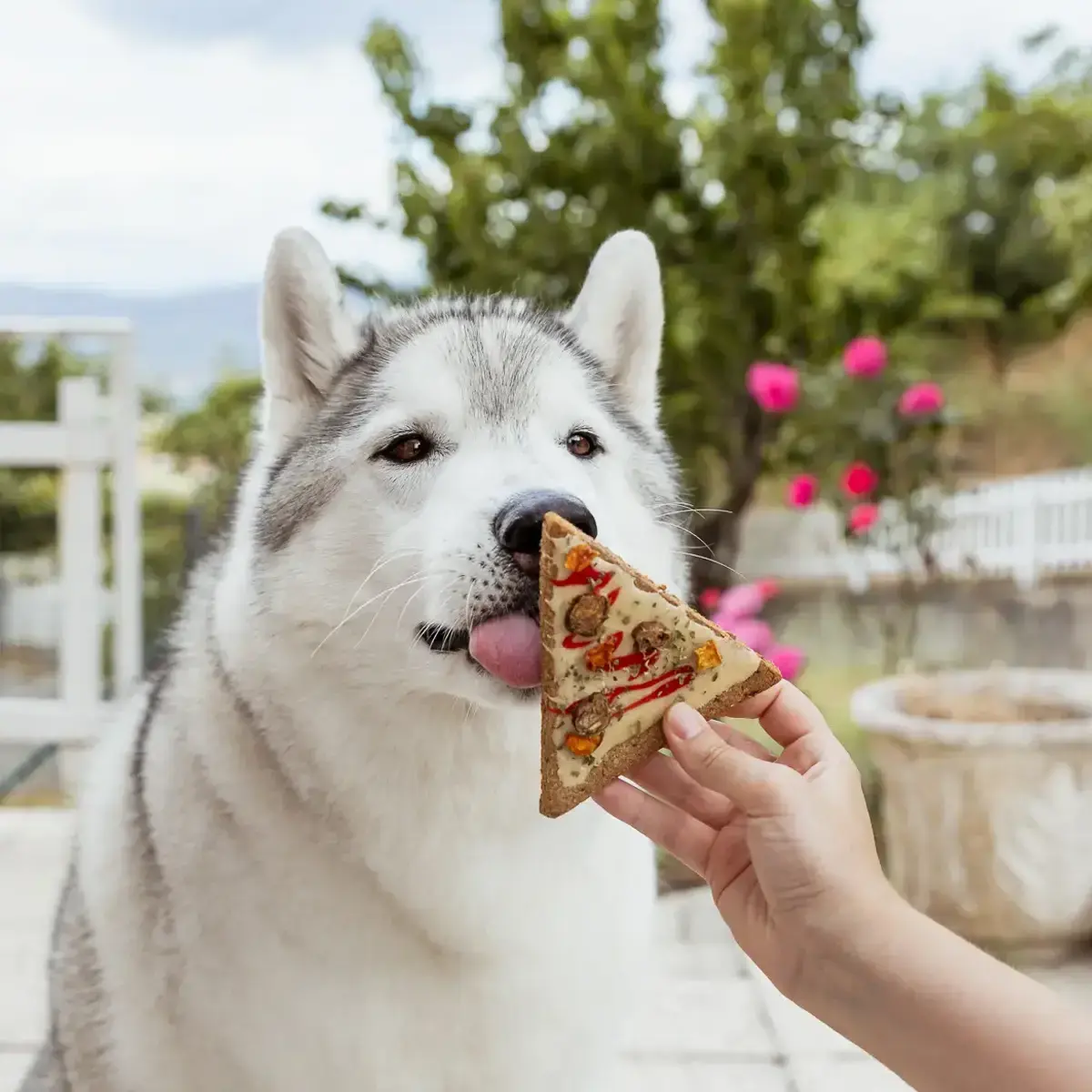 Cooka’s Cookies Doggie Pizza
