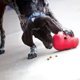 Kong Wobbler