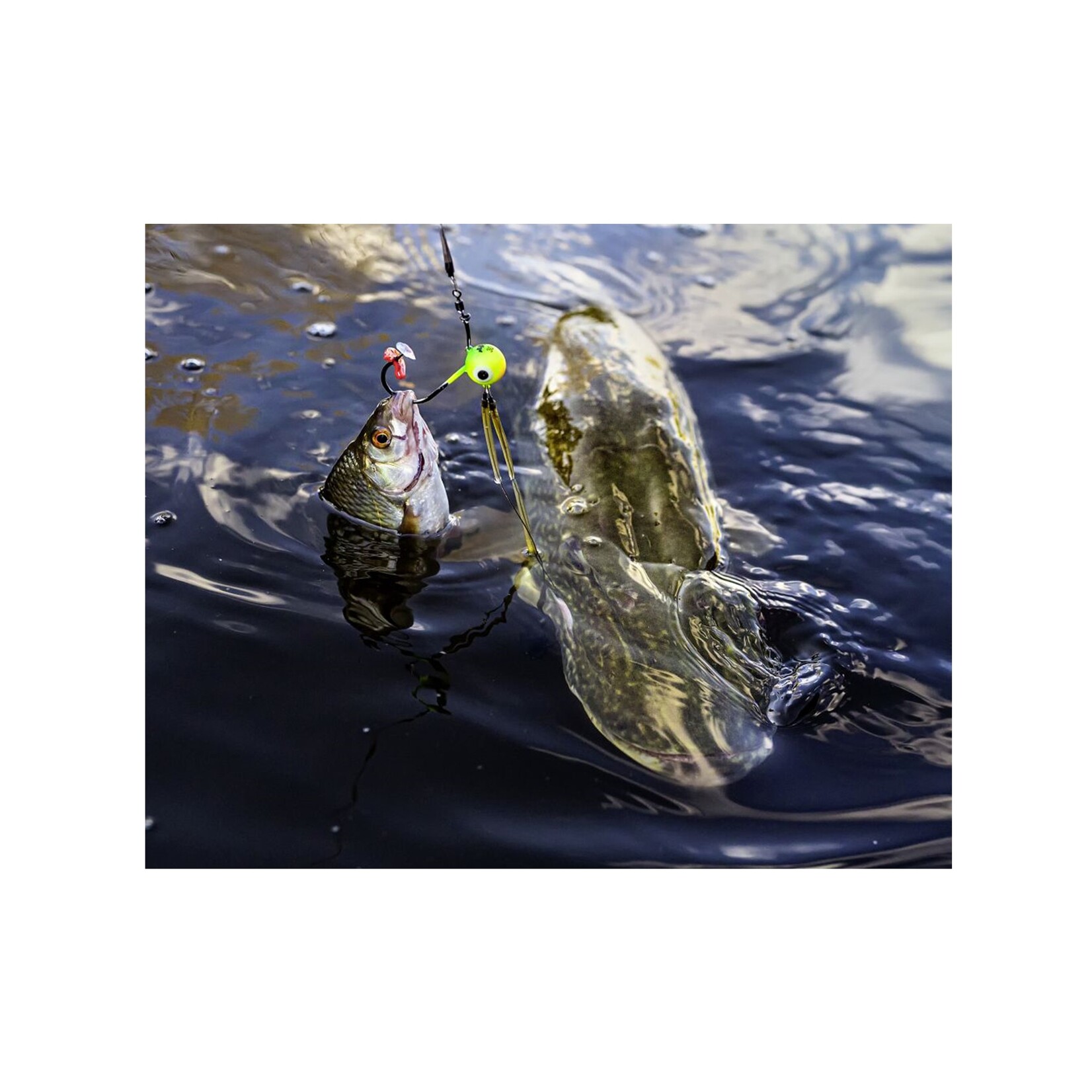 Mr Pike Mr. Pike Fire-Ball Jighead – Krachtige jigkop voor doodaas en roofvis