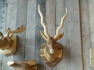 Steinbockkopf aus Holz