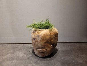 Teak wortelhout vaas - 30x30x40cm