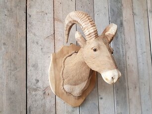 Holzbock – Modell M