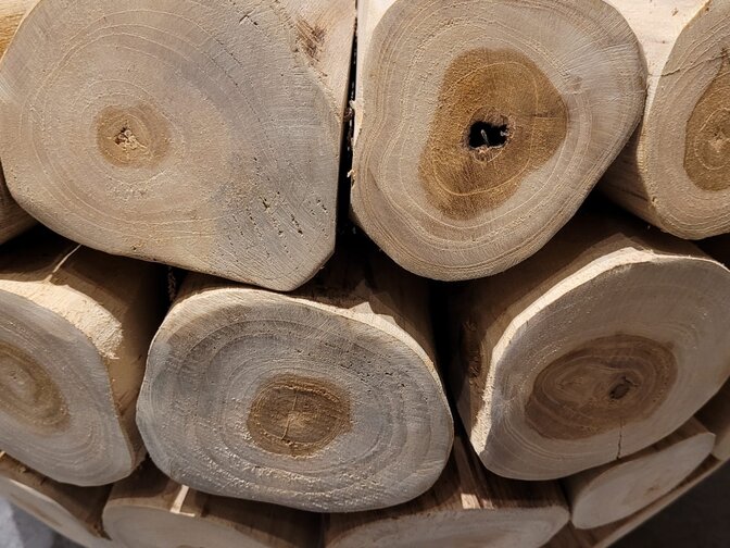 Vase aus Holzstamm 70 x 45 cm – RI2337