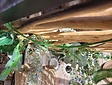Holzrahmen mit Ästen für Deckendekoration – 120 x 200 cm