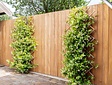 Teak-Gartensichtschutz – Zaun 180 x 180 cm