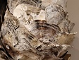 Tischlampenschirm mit Austernschalen – 30 x 40 cm