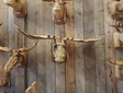 Elchkopf aus Holz XXL 150x70x50cm