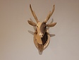 Hirschkopf mit Geweih aus Holz XS