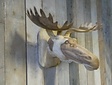 Großer Elchkopf aus Holz