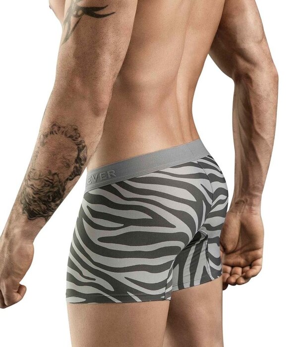 Clever cebra boxers