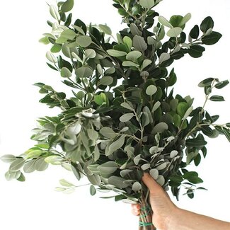 Florimo Fresh Flowers Fresh Pittosporum Ralphi branches | Length 60 centimetres | Per 400 grams