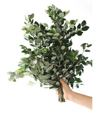 Florimo Fresh Flowers Frische Pittosporum Ralphi Zweige | Länge 60 Zentimeter | Pro 400 Gramm