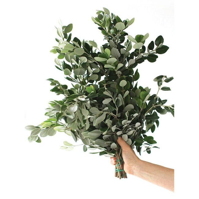 Fresh Pittosporum Ralphi branches | Length 60 centimetres | Available per bunch of 400 grams