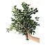 Fresh Pittosporum Ralphi branches | Length 60 centimetres | Available per bunch of 400 grams