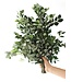 Verse Pittosporum Ralphi takken | Lengte 60 centimeter | Per bos van 400 gram te bestellen