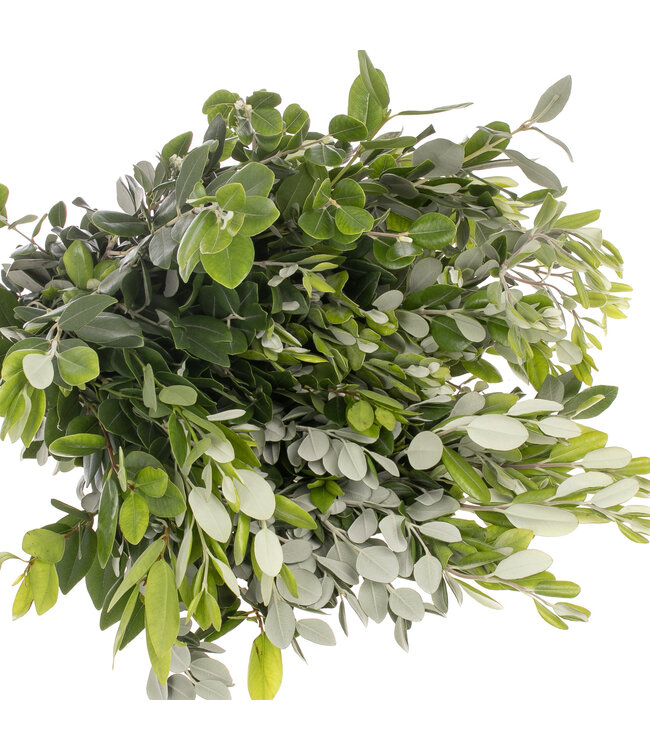Verse Pittosporum Ralphi takken | Lengte 60 centimeter | Per bos van 400 gram te bestellen