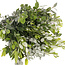 Fresh Pittosporum Ralphi branches | Length 60 centimetres | Available per bunch of 400 grams