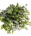 Verse Pittosporum Ralphi takken | Lengte 60 centimeter | Per bos van 400 gram te bestellen