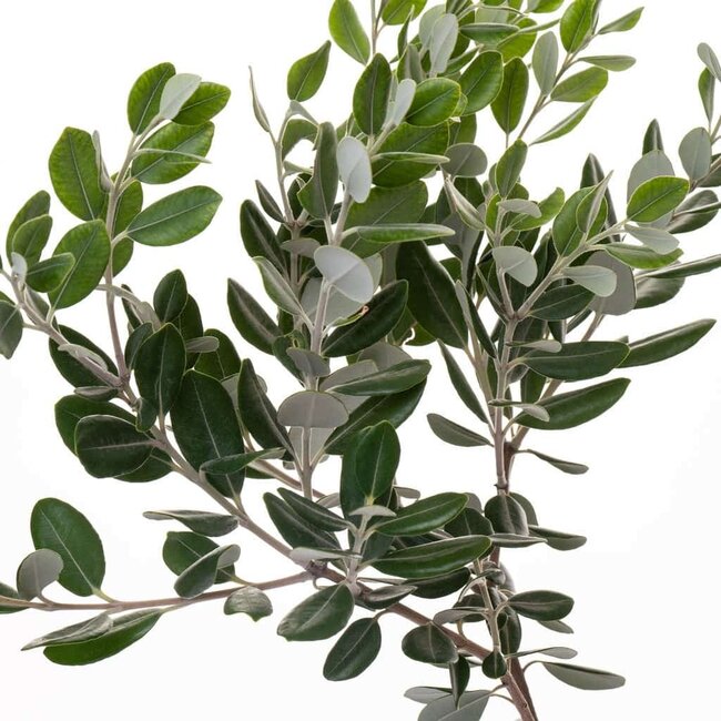 Verse Pittosporum Ralphi takken | Lengte 60 centimeter | Per bos van 400 gram te bestellen