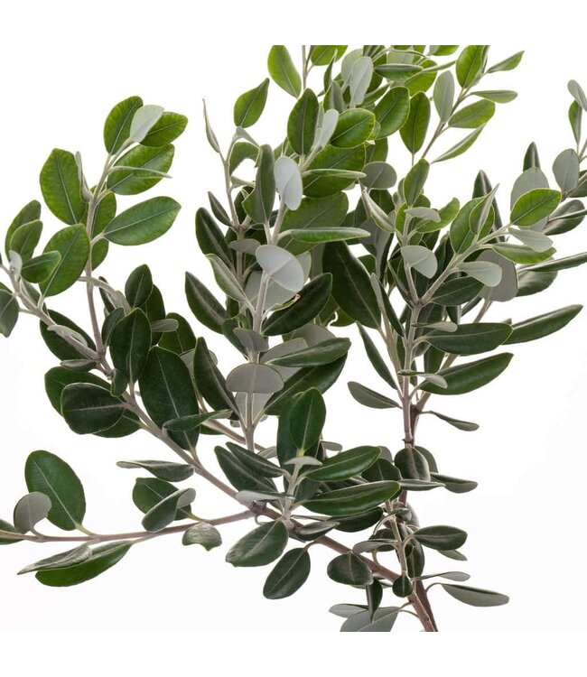 Verse Pittosporum Ralphi takken | Lengte 60 centimeter | Per bos van 400 gram te bestellen