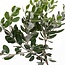 Fresh Pittosporum Ralphi branches | Length 60 centimetres | Available per bunch of 400 grams